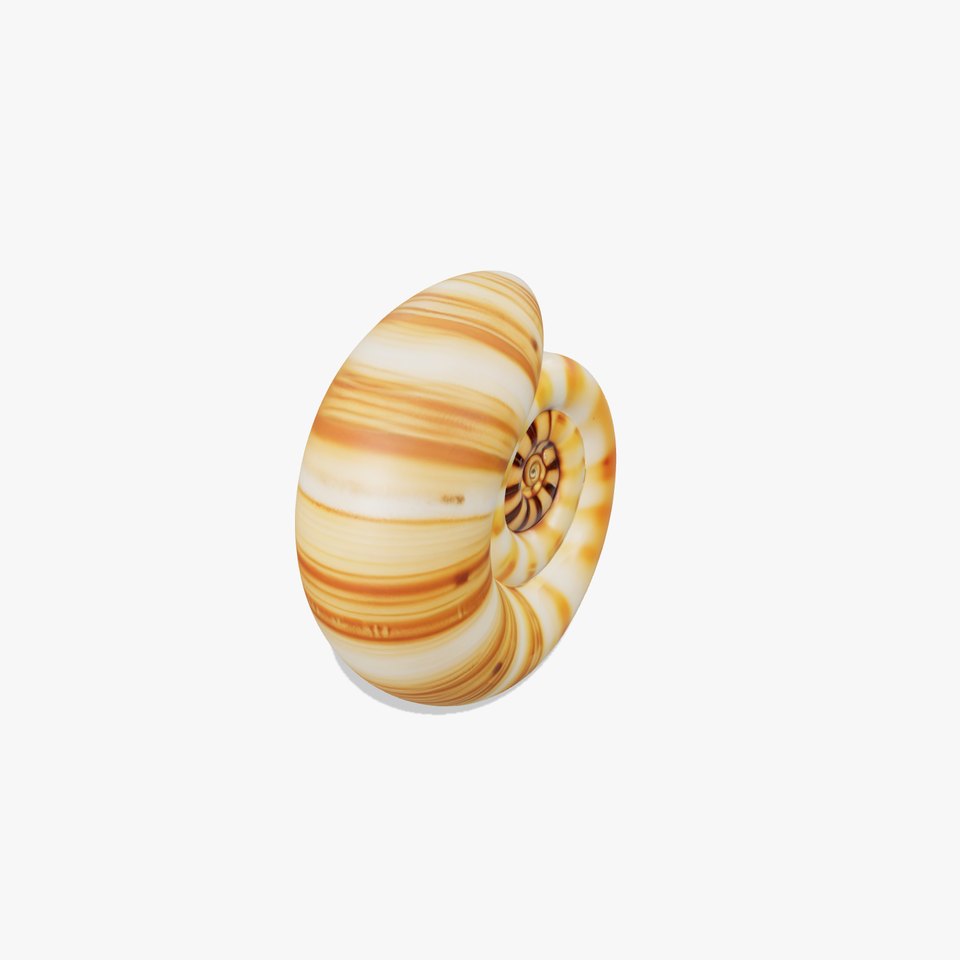 Spiral Seashell model pack
