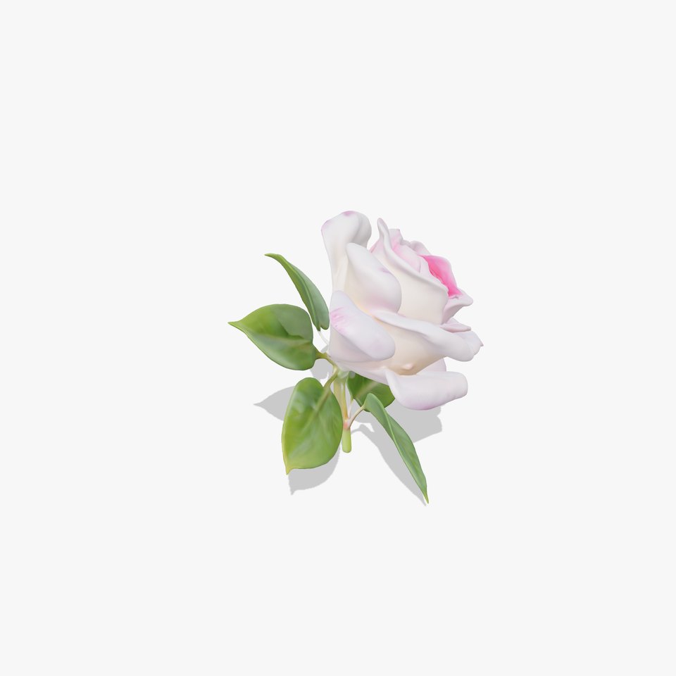Elegant Pink Rose model pack