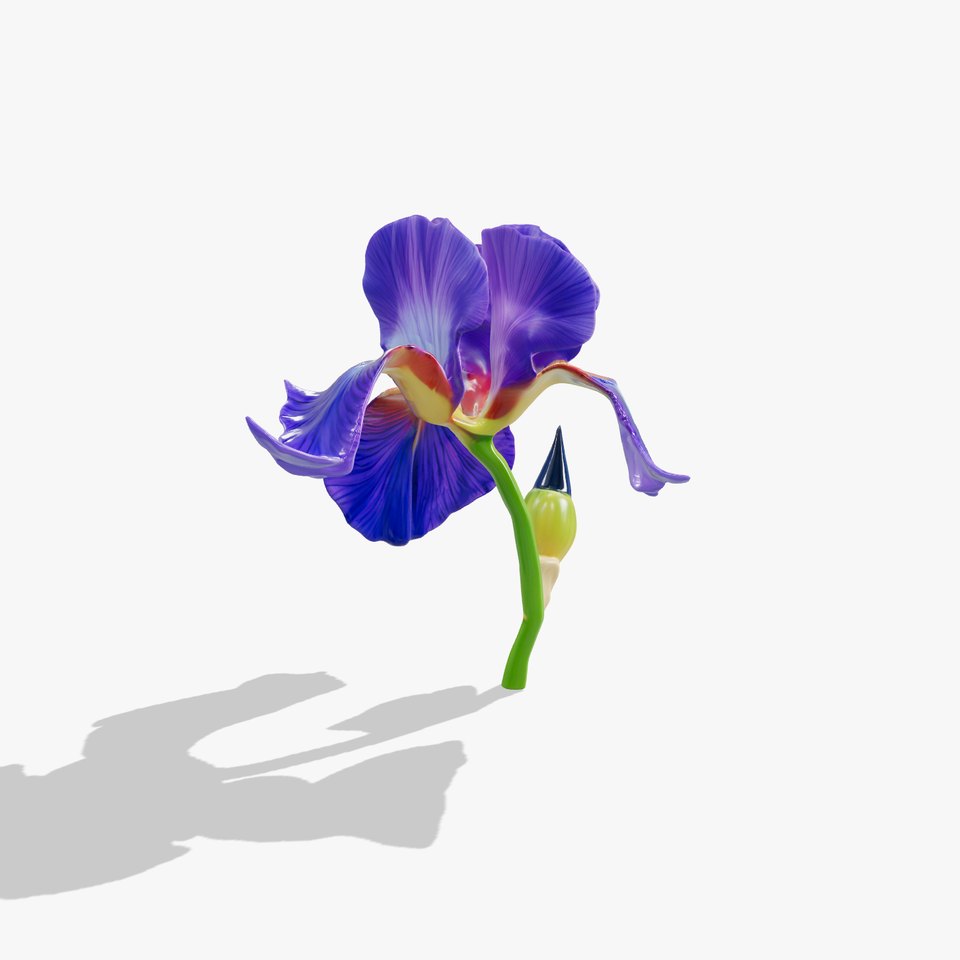 Vibrant Iris Flower model pack
