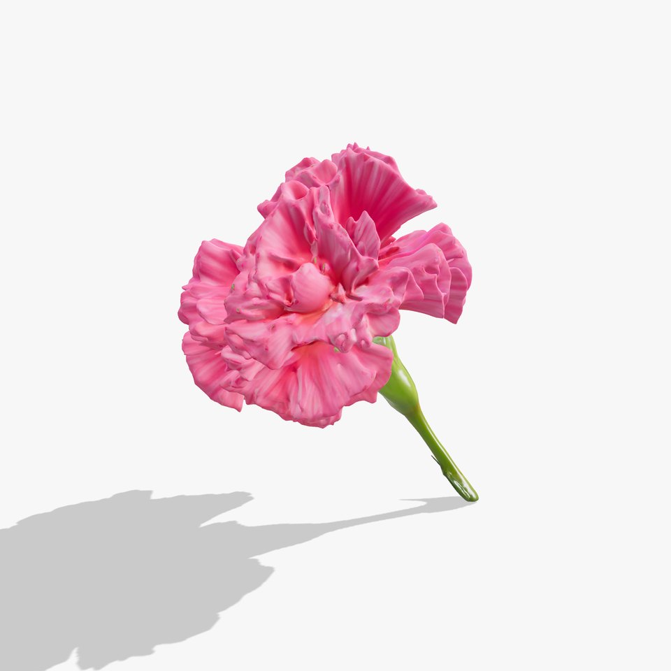 Pink Carnation Bloom model pack