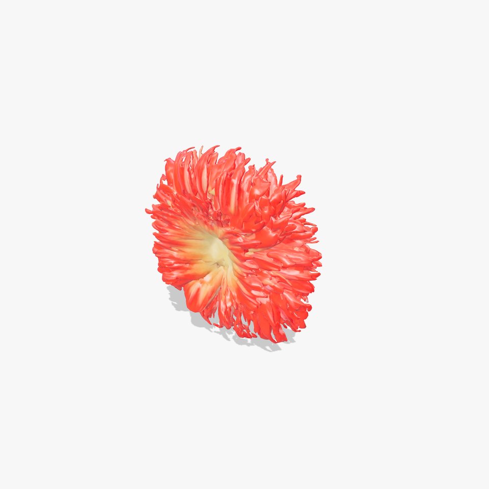 Scarlet Dahlia Blossom model pack