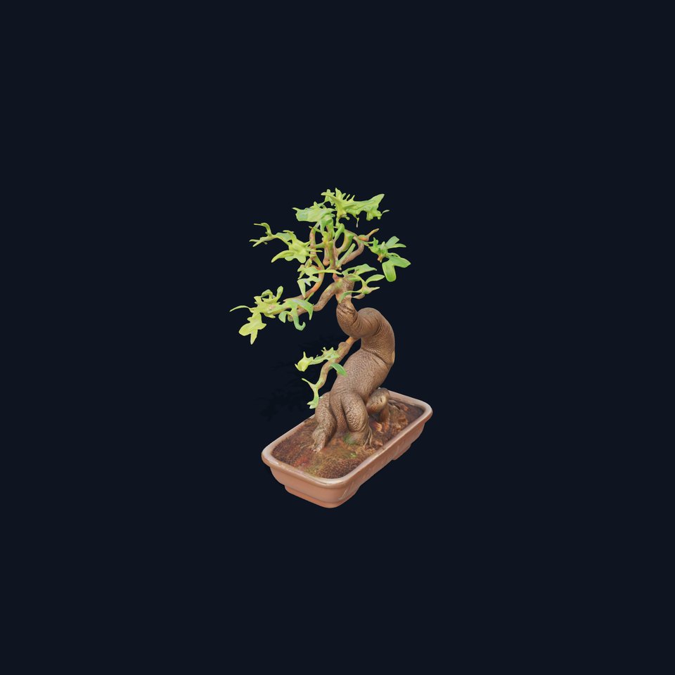 Curved Bonsai Tree model pack