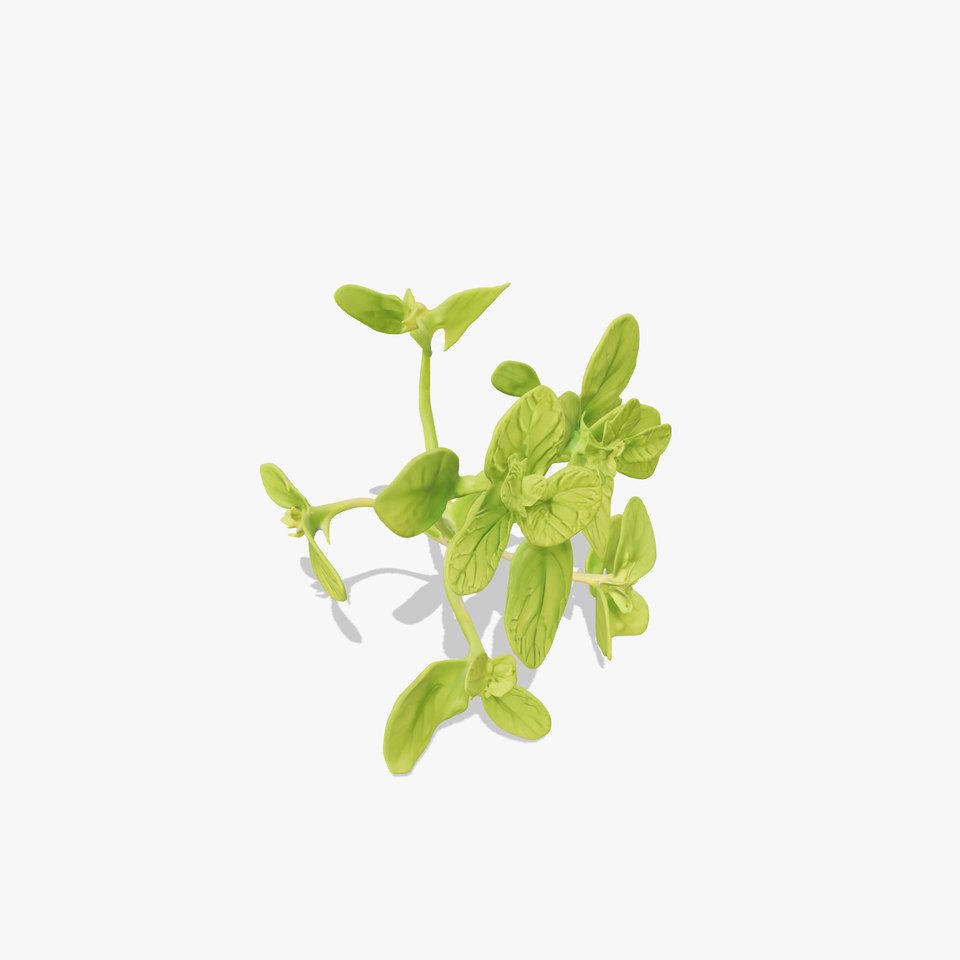 Fresh Mint Leaf model pack