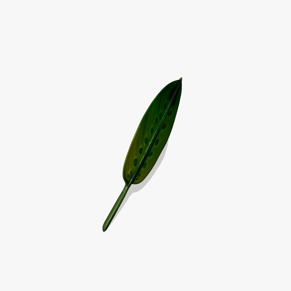 Tropical Leaf Gradient model pack