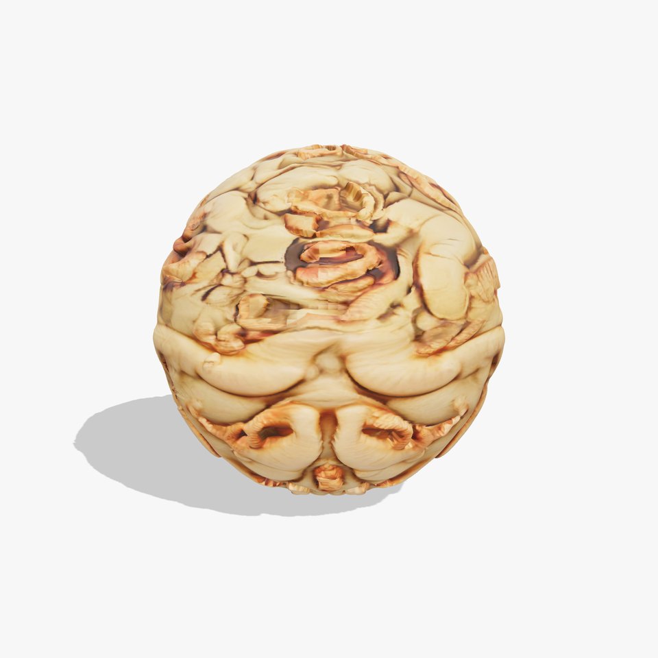 Organic Worm Texture HQ PBR Textures Set