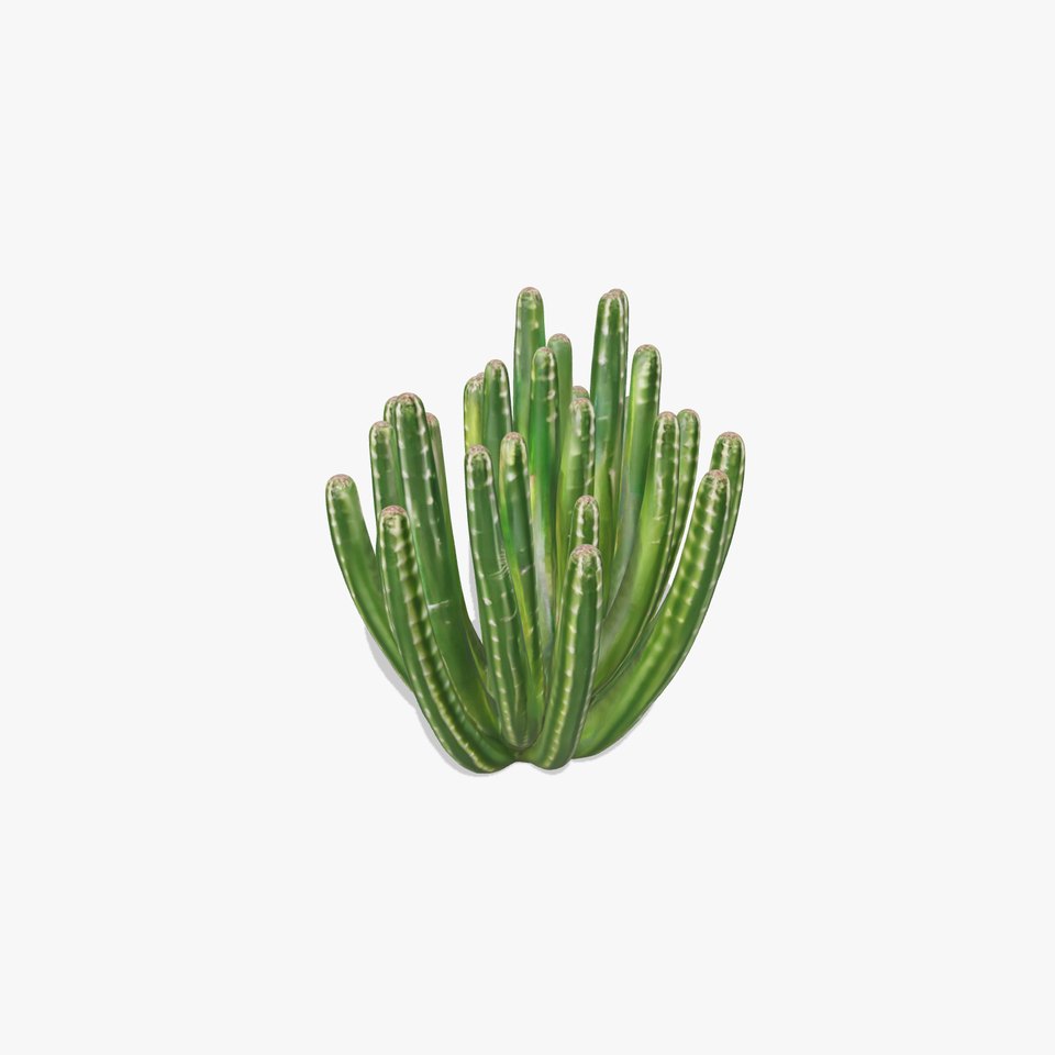 Saguaro Cactus Green model pack