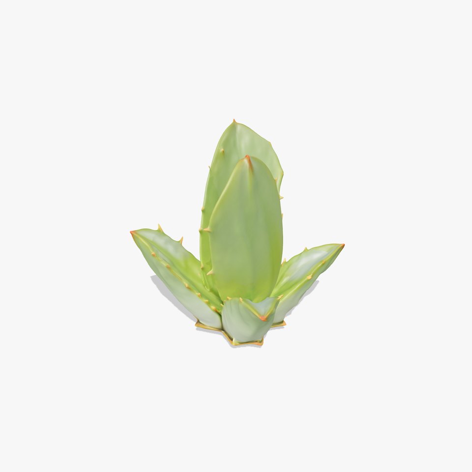 Agave Plant Decorative model pack