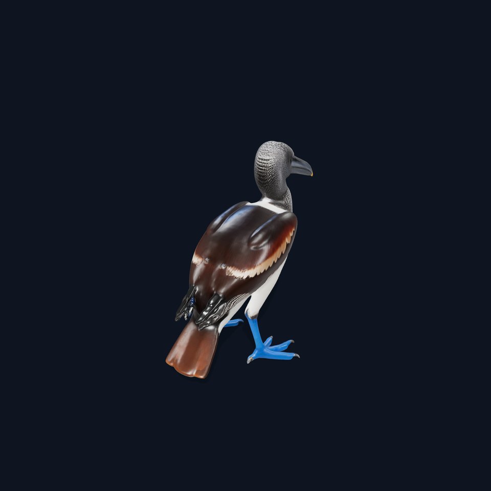 Booby Bird Colorful model pack