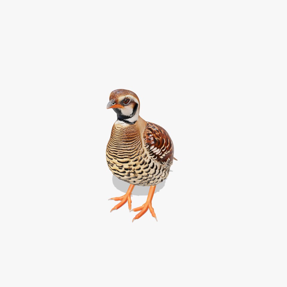 Elegant Quail Bird model pack
