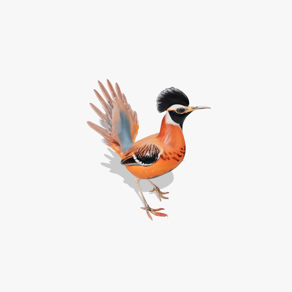 Orange Crested Bird model pack