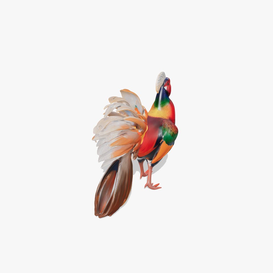 Vibrant Pheasant model pack