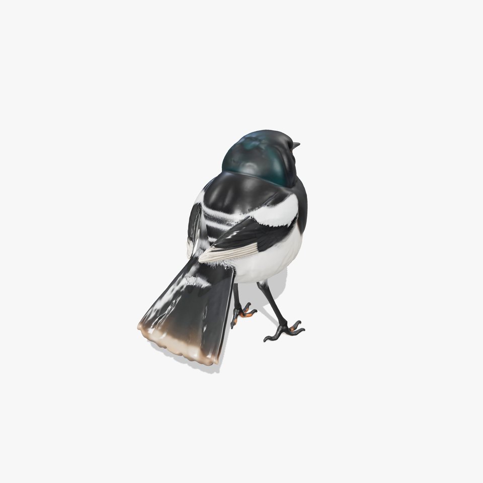 Elegant Magpie Bird model pack
