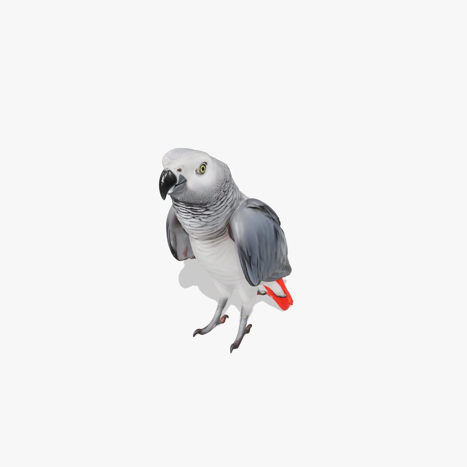 African Grey Parrot model pack