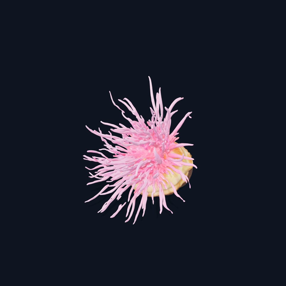 Vibrant Anemone Shell model pack
