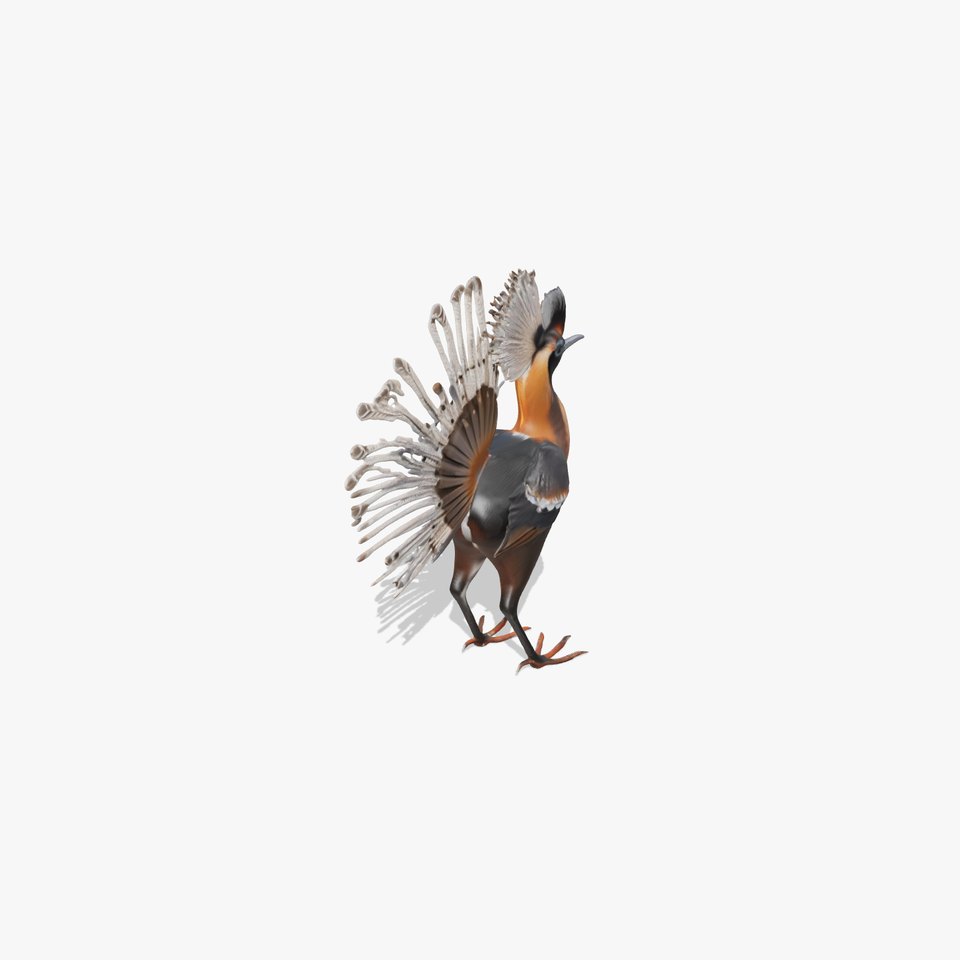 Elegant Crested Bird model pack