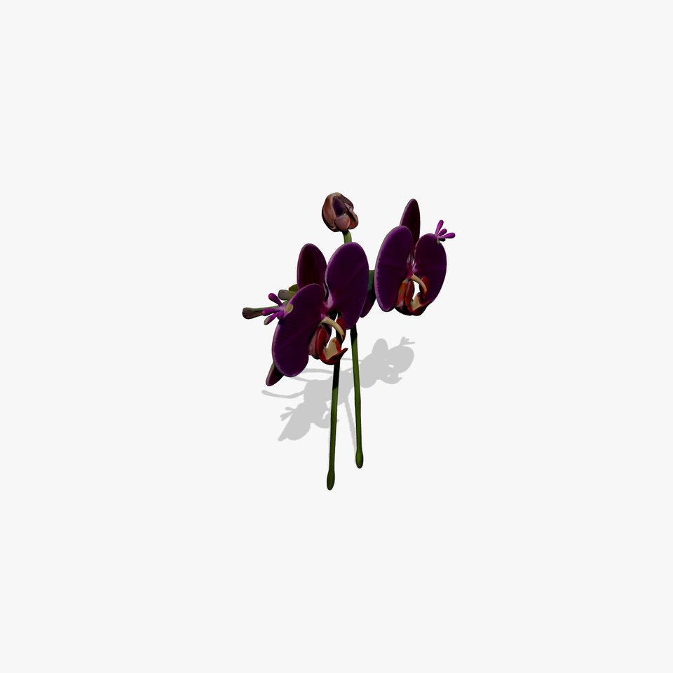 Vivid Orchid Blossom model pack