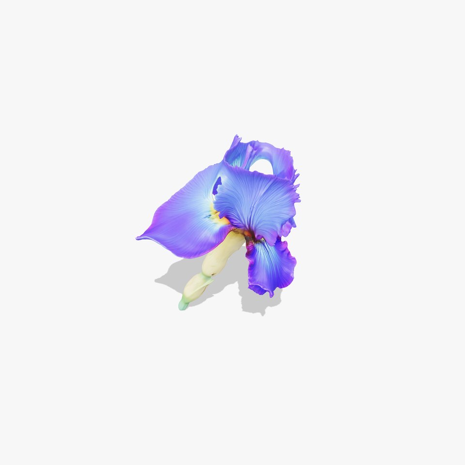Blue Iris Flower model pack