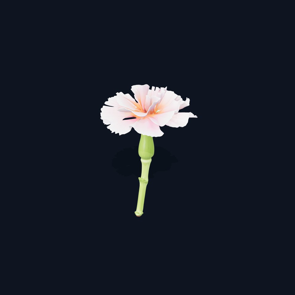 Pink Carnation Bloom model pack